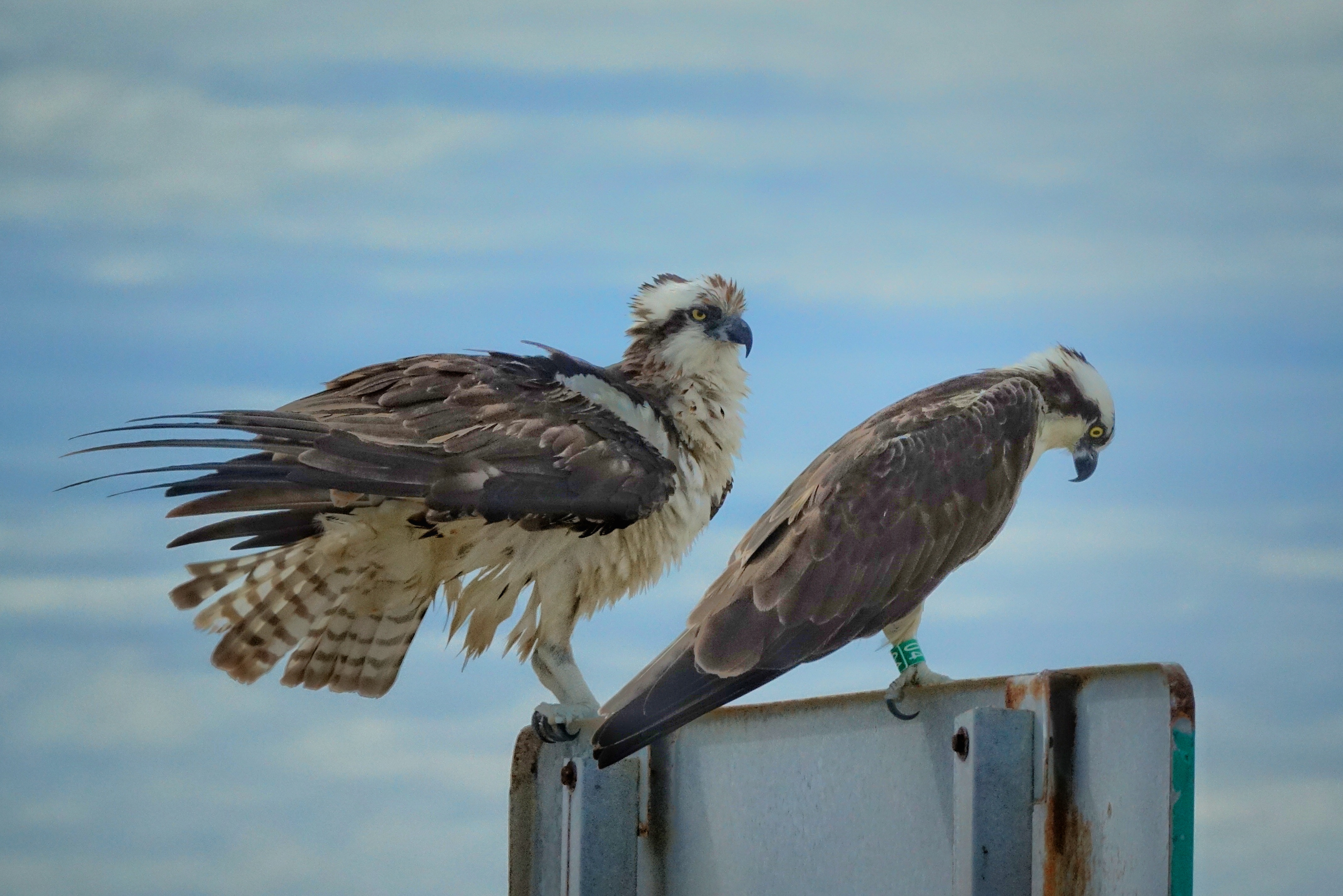 Rapaces près de Guerrero Negro